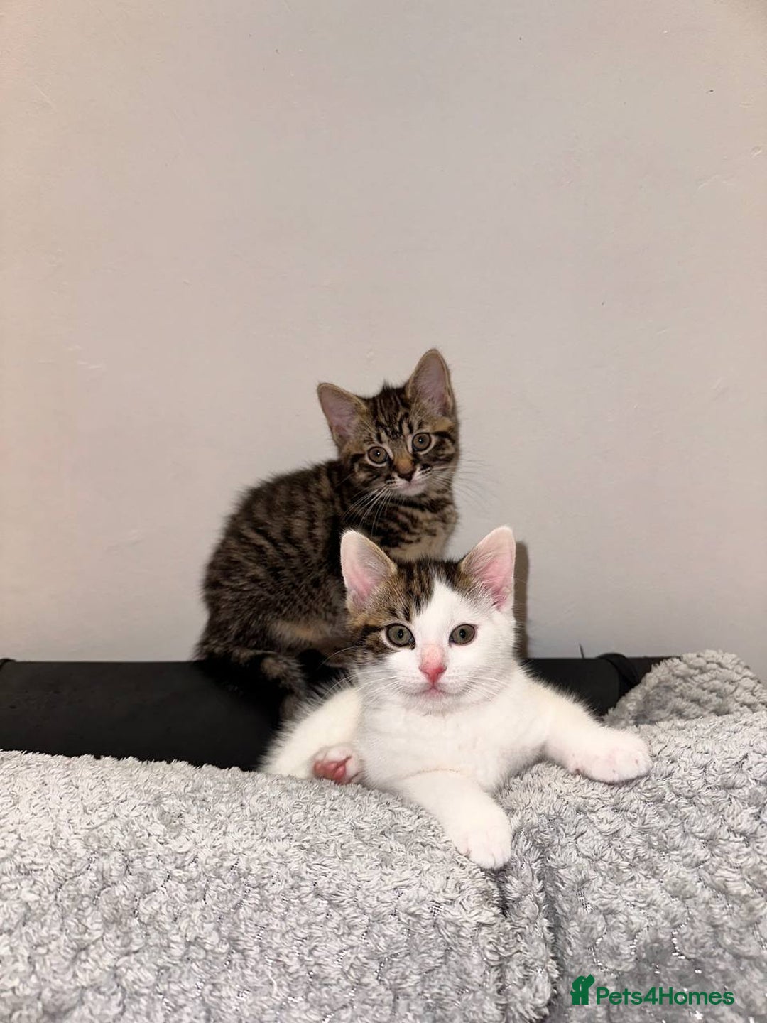 Mixed Breed cats for sale: Kittens for sale  - Advert 2