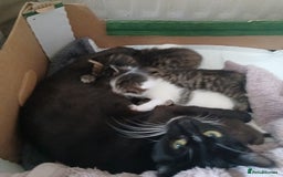 Bengal cats for sale: 1 girl and 3 boys  - Image 12