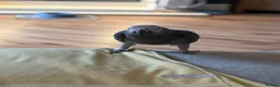 Parrots birds for sale: 18 Year Old African Grey For Sale  - Advert 2