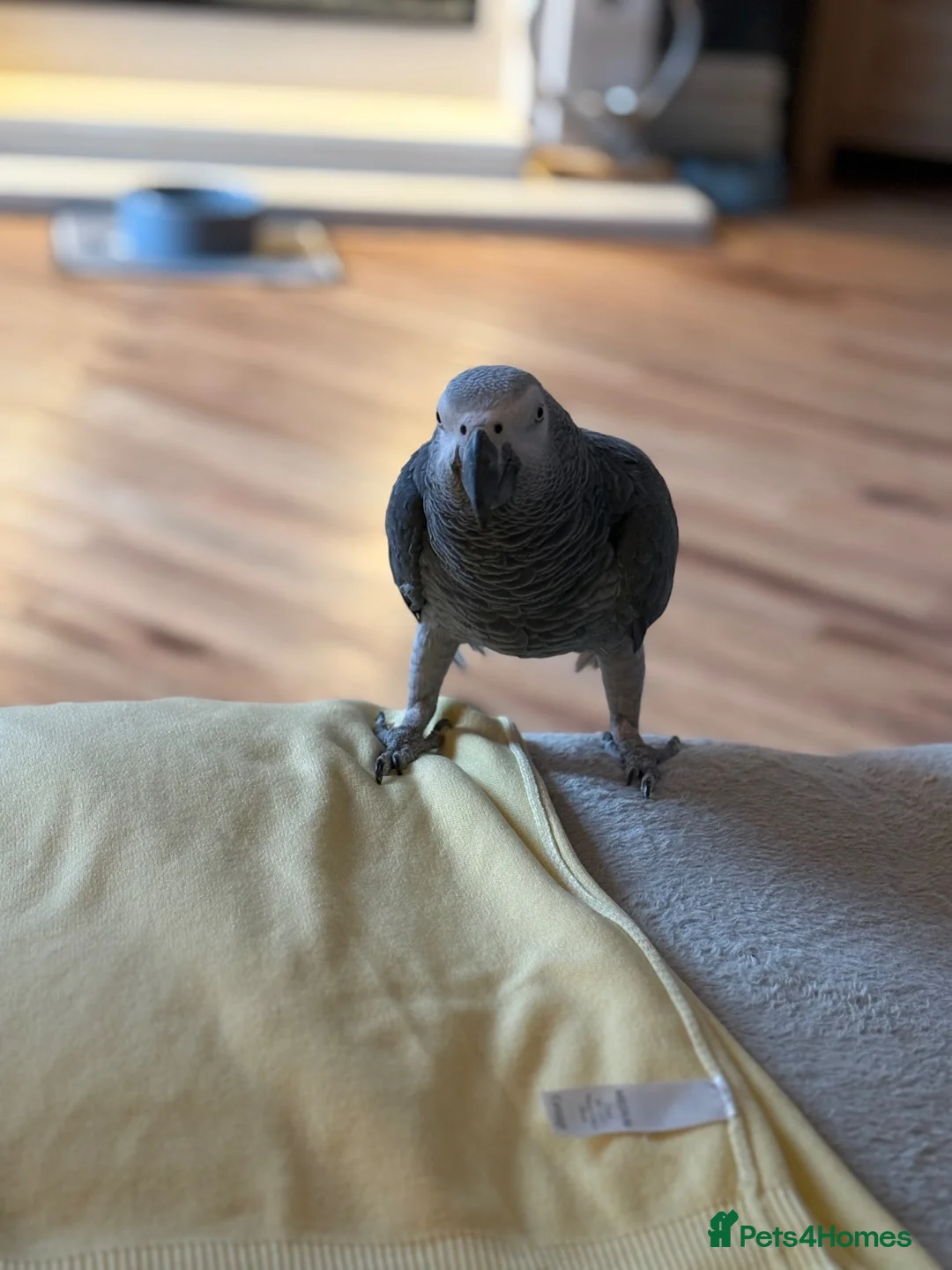 Parrots birds for sale: 18 Year Old African Grey For Sale  - Advert 2
