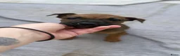 Mixed Breed dogs for sale: German Shepherd mix puppies  in Swansea - Advert 11