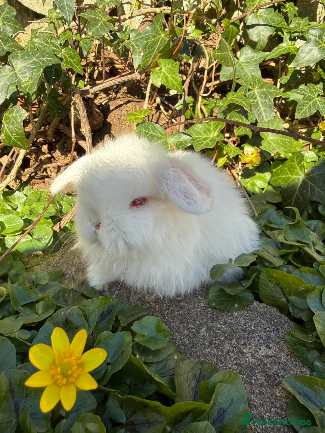 Mini Lop rabbits for sale: Top quality pedigree mini lops  - Advert 8