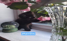 Domestic Shorthair cats for sale: 2 male kittens ready to leave today!  - Image 2