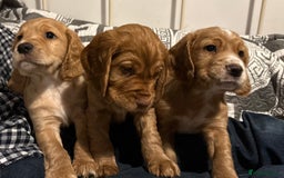 Cocker Spaniel dogs for sale: 3 Working Cocker boy puppies for sale - Image 1