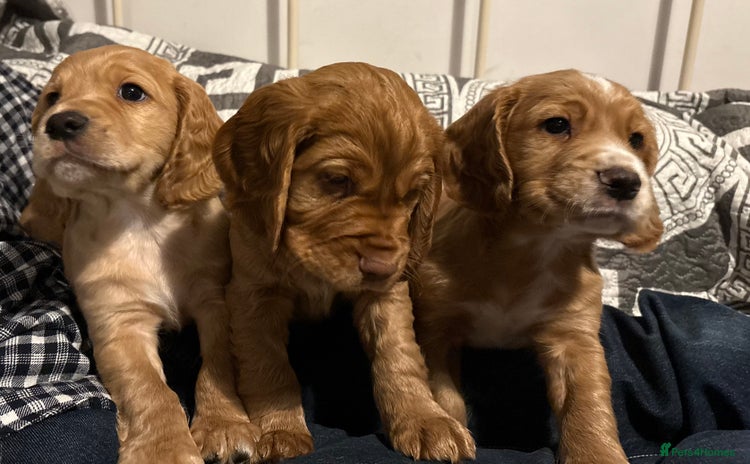 Cocker Spaniel dogs - Advert 2