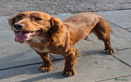 Cocker Spaniel dogs for stud: Working Cocker Stud in Pontypool - Image 3