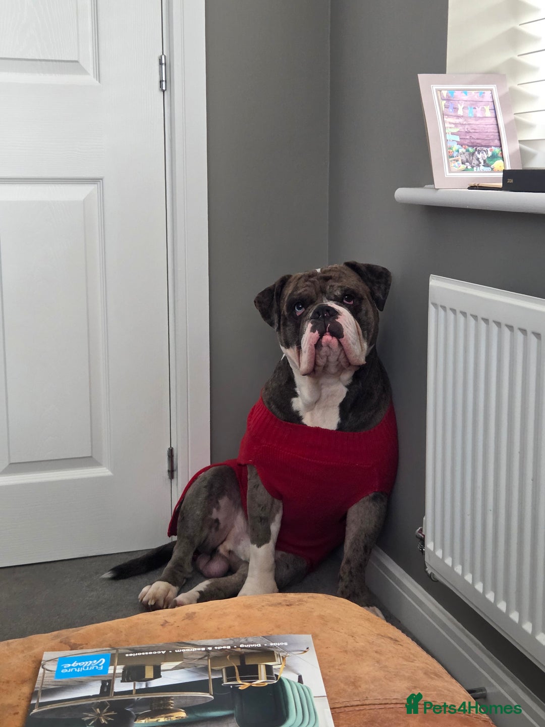 Olde English Bulldogge dogs for stud: NEBBR registered  - Advert 2