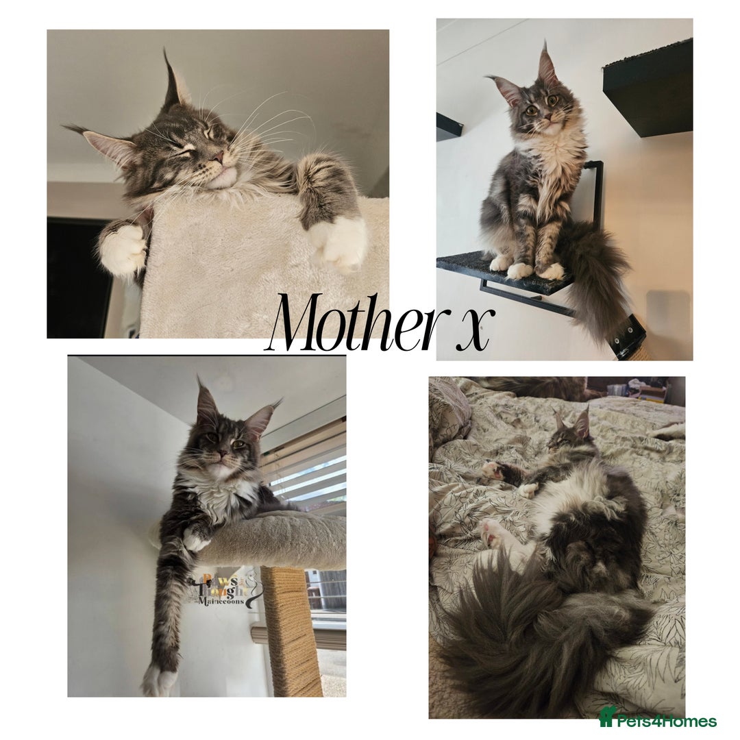 Maine Coon cats for sale: Stunning quality silver Tica Mainecoon kittens  - Advert 6