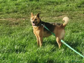 Mixed Breed dogs Tiana needs a forever home. Currently in Bristol - Advert 1
