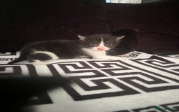 Mixed Breed cats for sale: Toxido kittens  - Image 27