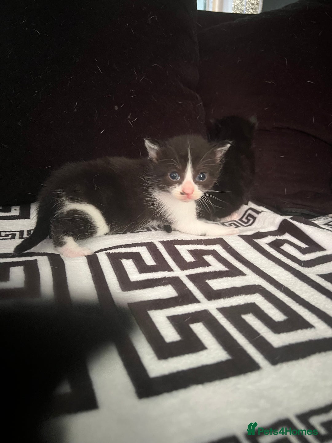 Mixed Breed cats for sale: Toxido kittens  - Image 27