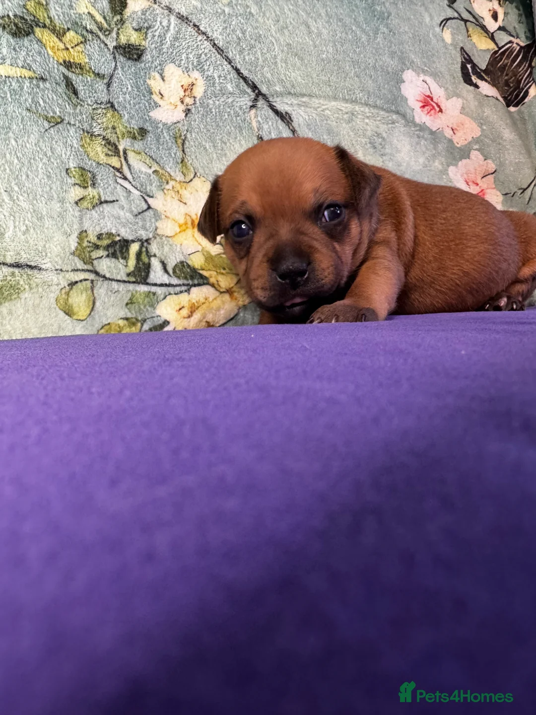 Staffordshire Bull Terrier dogs for sale: 🔥READY! KCREG STAFFY PUPPS–OUTSTANDING QUALITY 🔥 - Advert 38