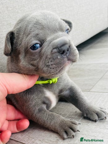 French Bulldog dogs - Advert 1