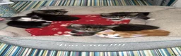 Mixed Breed cats for sale: 5 Beautiful Mixed Breed Kittens 🐾 - Advert 3