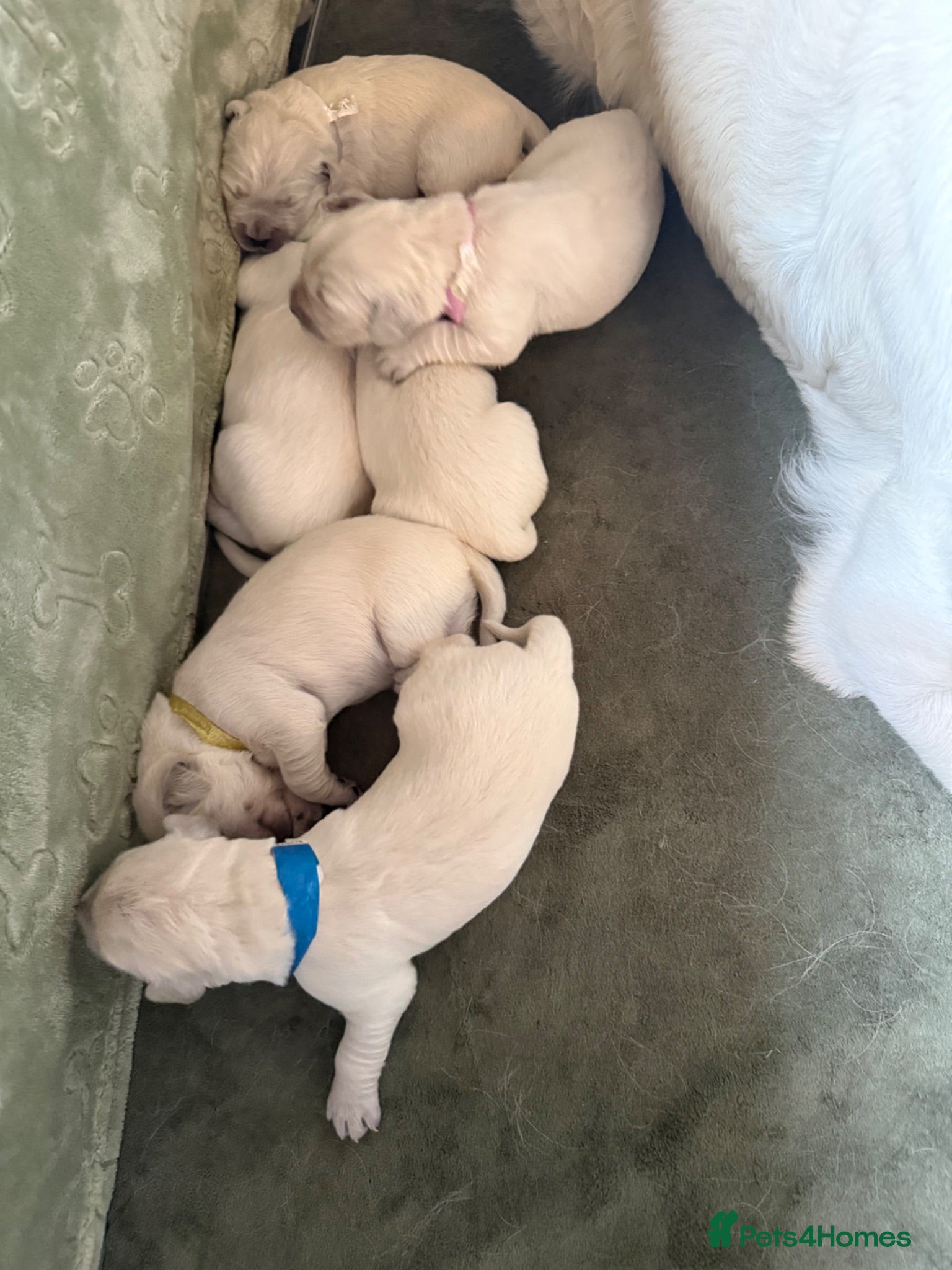 Golden Retriever dogs Beautiful Golden Retriever Puppies born 21/06/26 - Advert 2