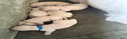 Golden Retriever dogs for sale: Beautiful Golden Retriever Puppies born 21/06/26 - Advert 13