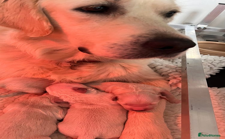 Golden Retriever dogs Stunning quality golden retriever puppies - Advert 3