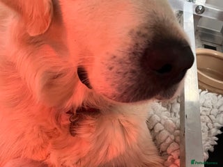 Golden Retriever dogs Stunning quality golden retriever puppies - Advert 4