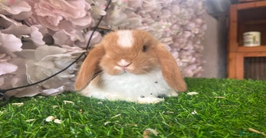Mini Lop rabbits - Advert 3