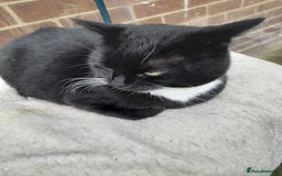 Mixed Breed cats for sale: Irene - Image 1