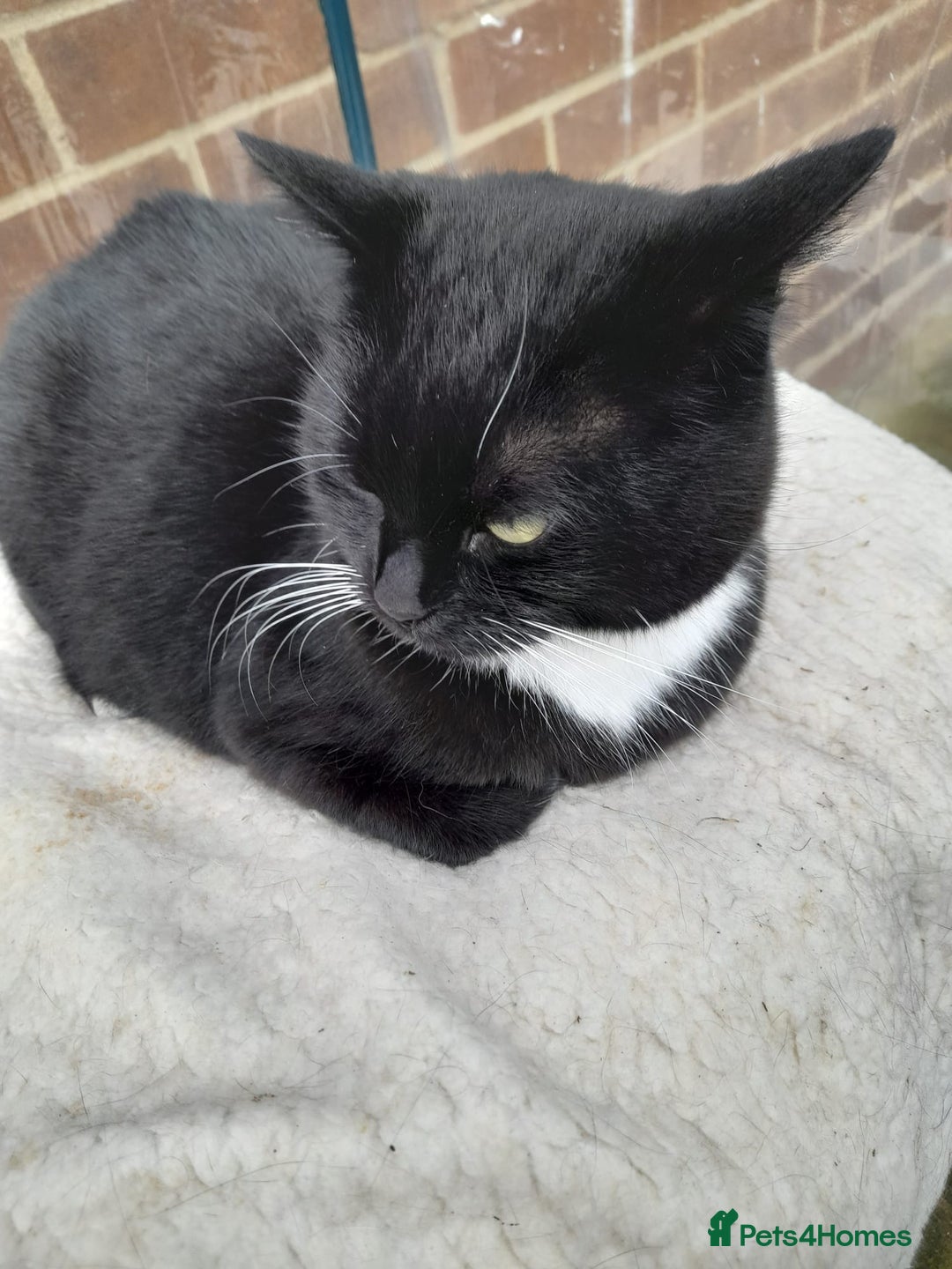 Mixed Breed cats for sale: Irene - Image 1