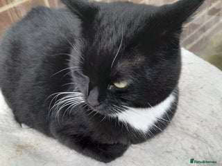 Mixed Breed cats - Advert 31
