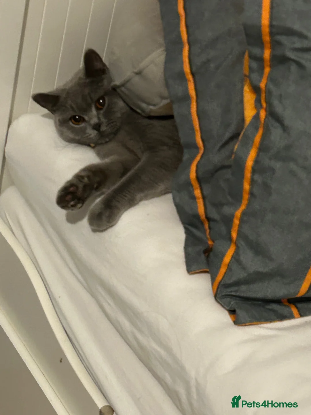 British Shorthair cats for sale: Beautiful blue British shorthair cats  - Advert 5