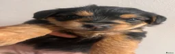 Yorkiepoo dogs for sale: Outstanding Yorkipoos F1 last 3 remaining - Advert 6
