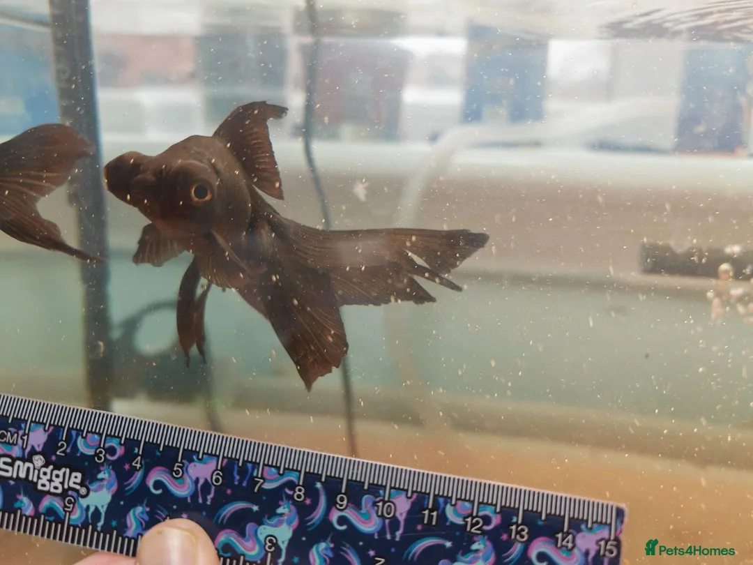 Goldfish fish for sale: Goldfish , Veiltail , Fancy, Telescope black in Glasgow - Advert 19