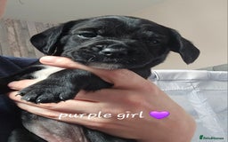 Mixed Breed dogs for sale: Border terrier x cavapoo pups - Image 2