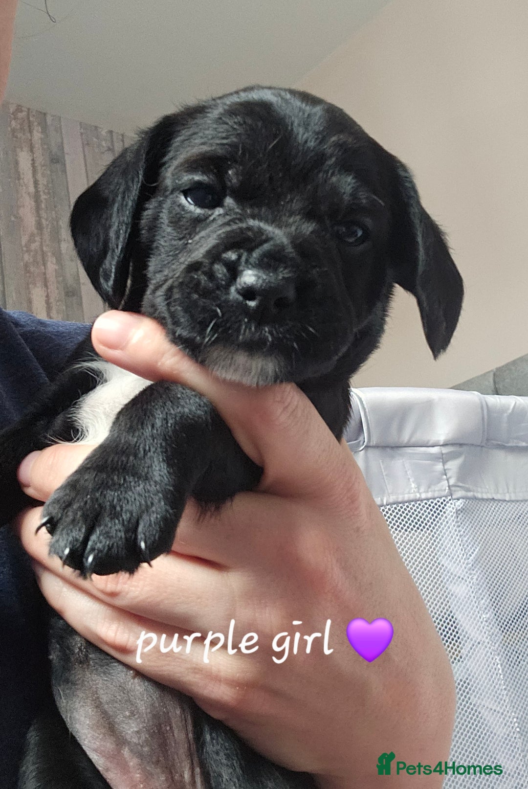 Mixed Breed dogs for sale: Border terrier x cavapoo pups - Image 2