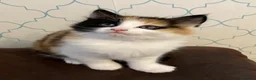 Mixed Breed cats for sale: Litter of 4 beautiful kittens  - Advert 13