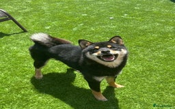 Japanese Shiba Inu dogs for stud: Champion Japanese Line Shiba Inu For Stud - Image 1