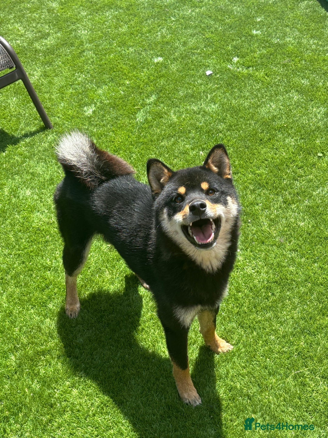 Japanese Shiba Inu dogs for stud: Champion Japanese Line Shiba Inu For Stud - Image 1