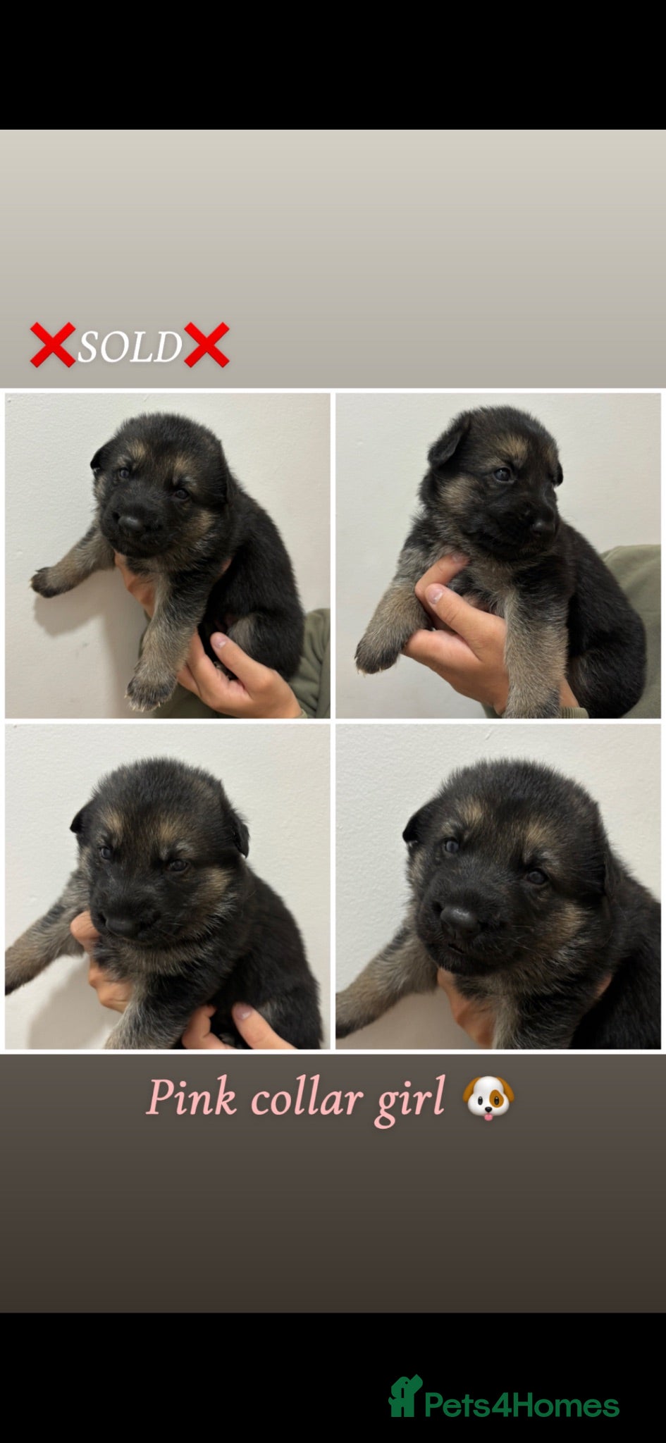 Mixed Breed dogs 8 beautiful healthy  puppies ,  German shepherd  - Advert 2