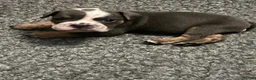 Olde English Bulldogge dogs for sale: Old English bulldogs  - Advert 12