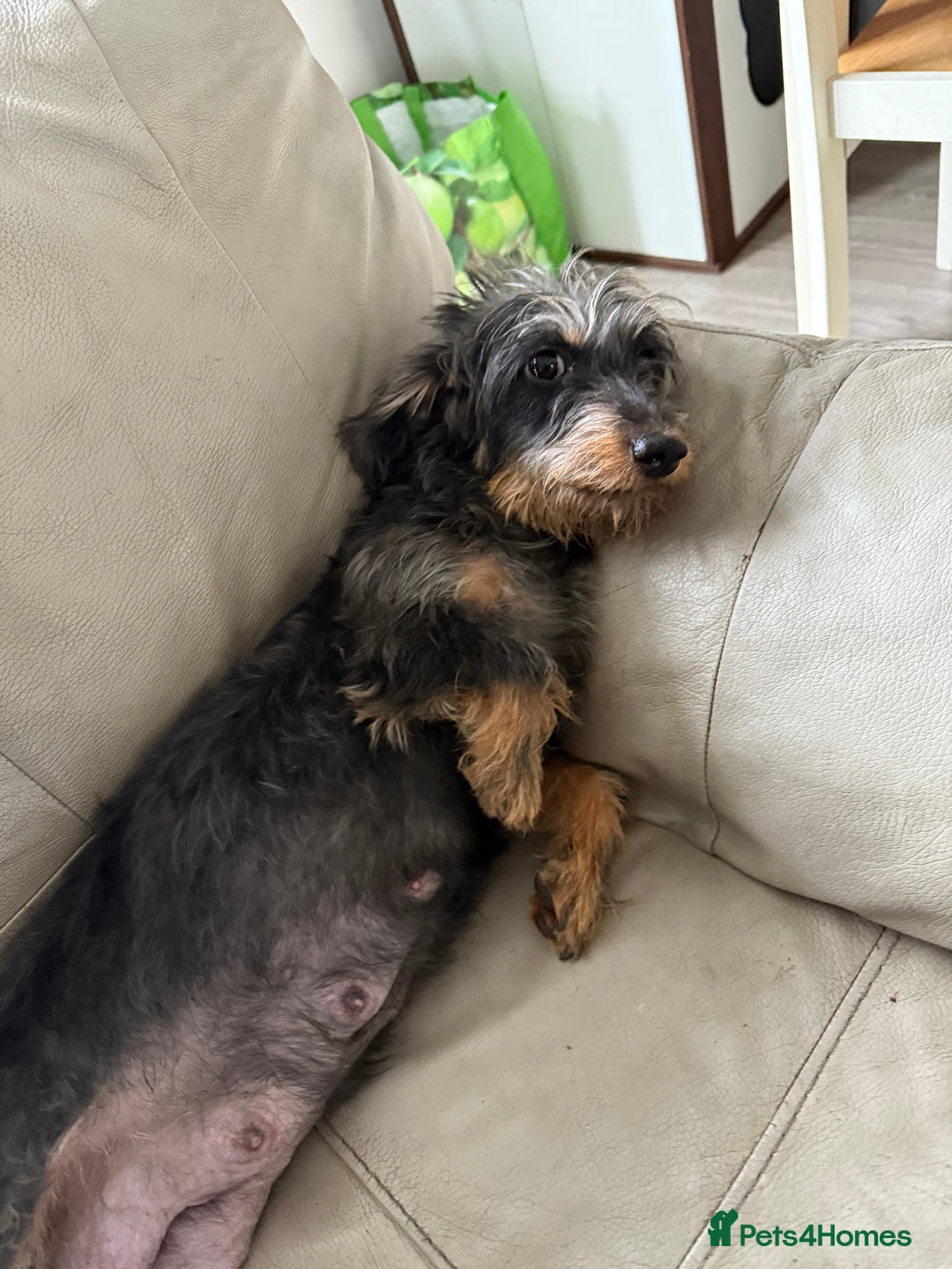 Mixed Breed dogs for sale: Doxipoo - Advert 1