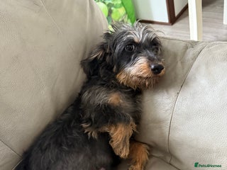 Mixed Breed dogs Doxipoo - Advert 1