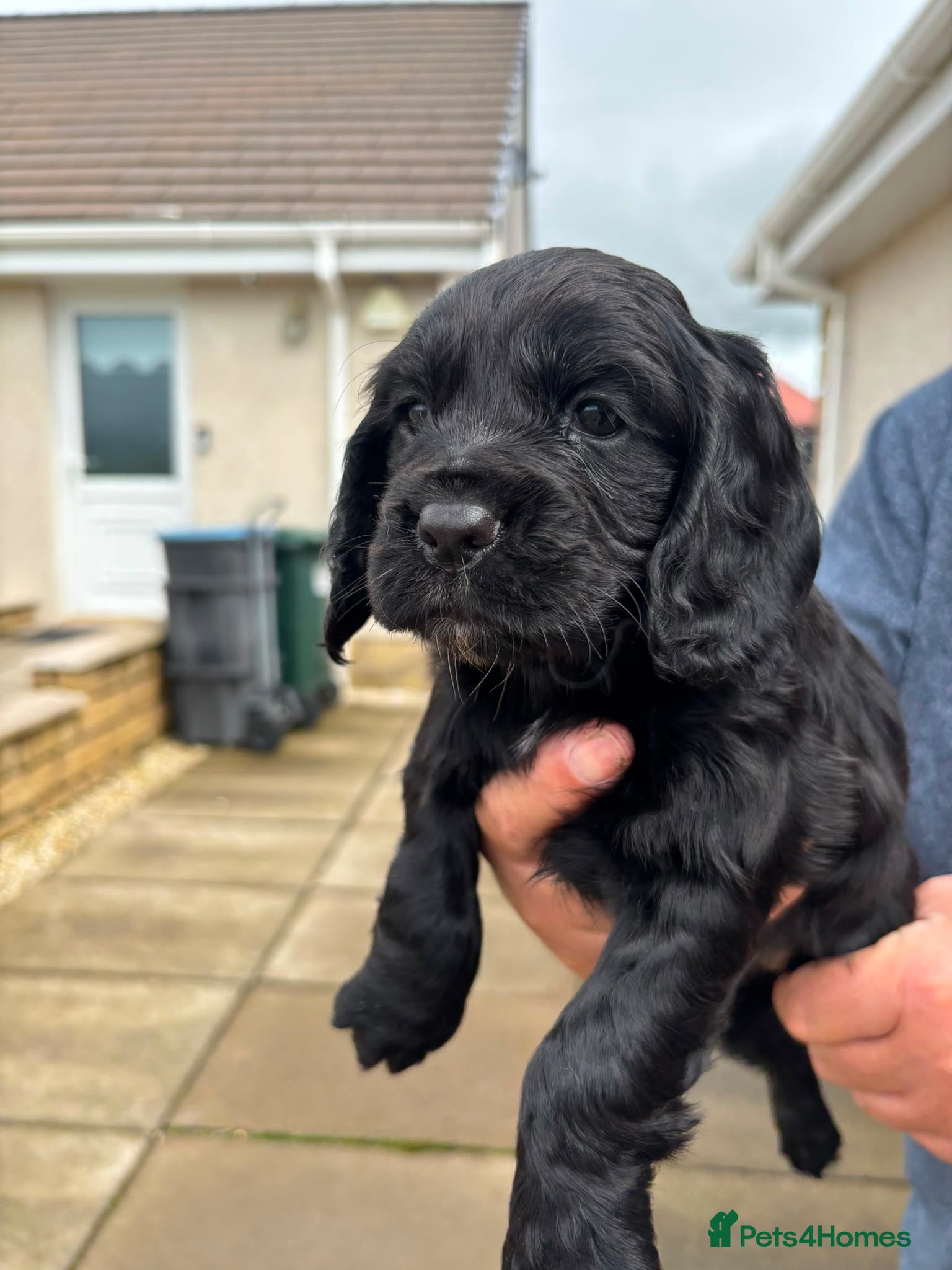 Cocker Spaniel dogs Beautiful KC Registered cocker pups - Advert 2