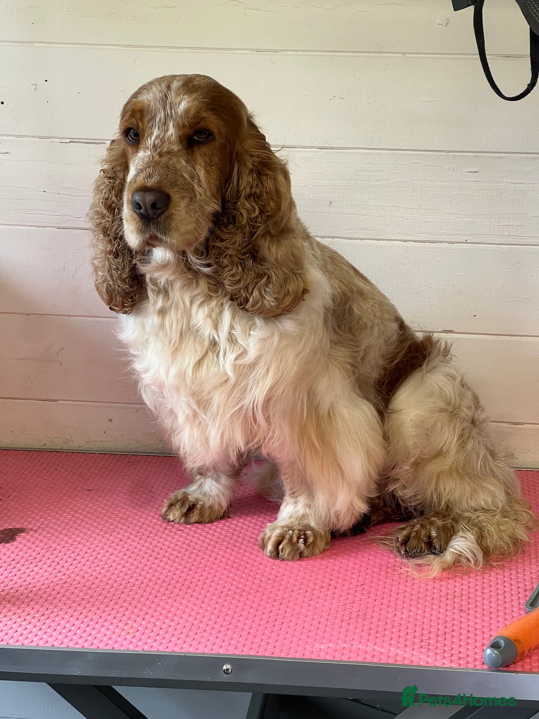 Cocker Spaniel dogs for stud: ERIC REHOMING  in Maidstone - Image 1