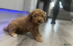 Cavapoo dogs for sale: x4 cockapoos puppies - Advert 10