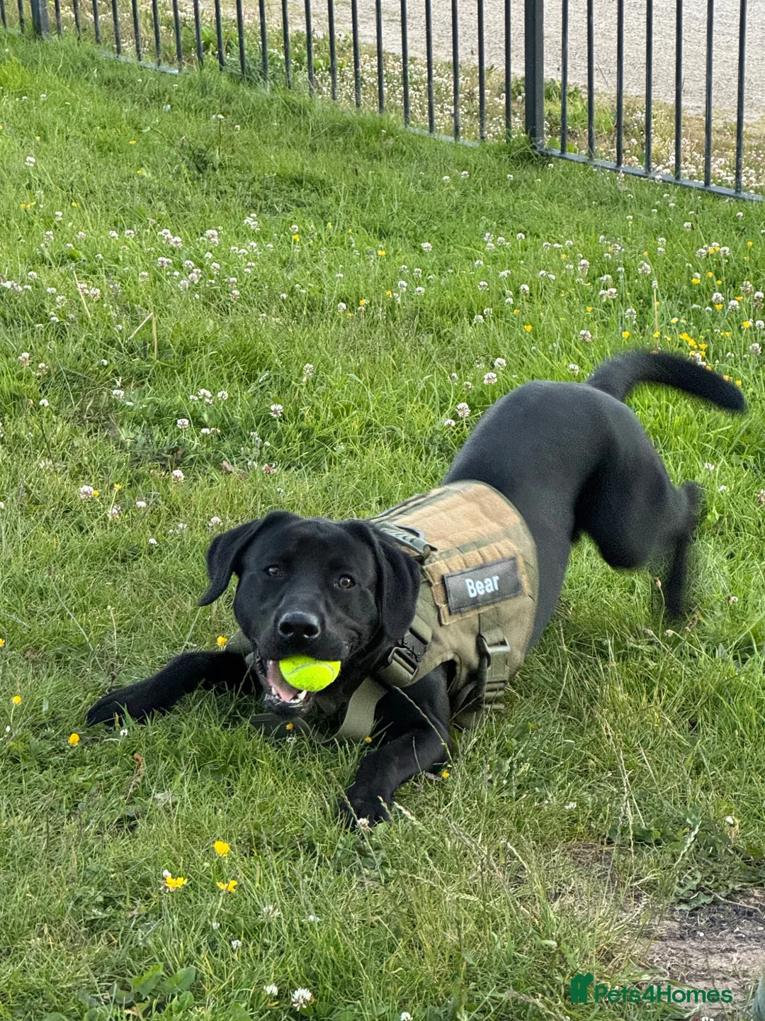 Labrador Retriever dogs for adoption: Rehome  in Houghton le Spring - Advert 1