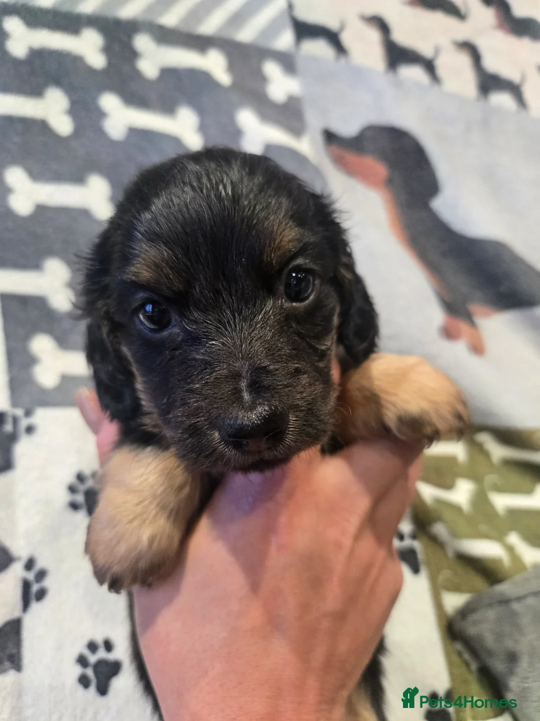 Miniature Dachshund dogs for sale: ✨️Kc registered stunning miniature dachshunds ✨️ - Advert 9