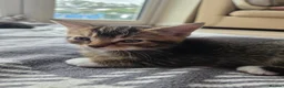 Mixed Breed cats for sale: Beautiful kittens looking for their forever homes  - Advert 16