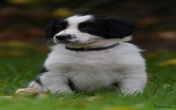 Sprollie dogs for sale: 7 Sprollie X Border Collie pups READY NOW - Image 13