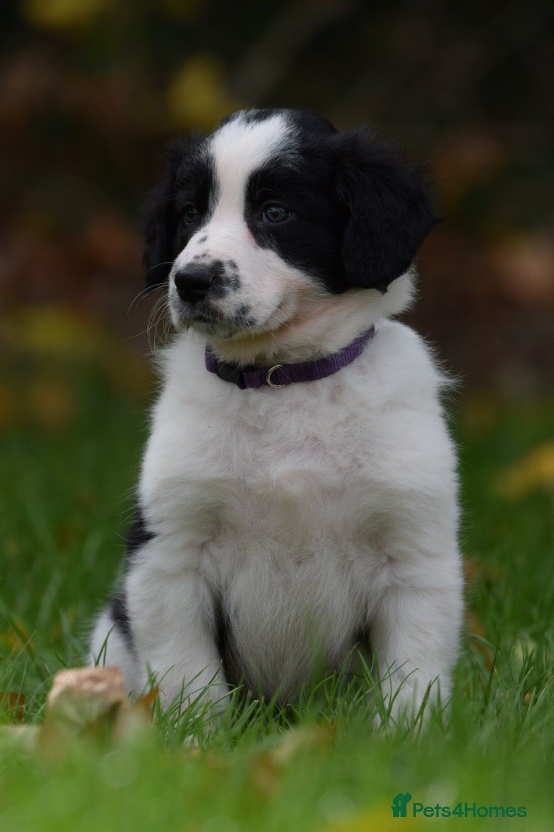 Sprollie dogs for sale: 7 Sprollie X Border Collie pups READY NOW - Image 13