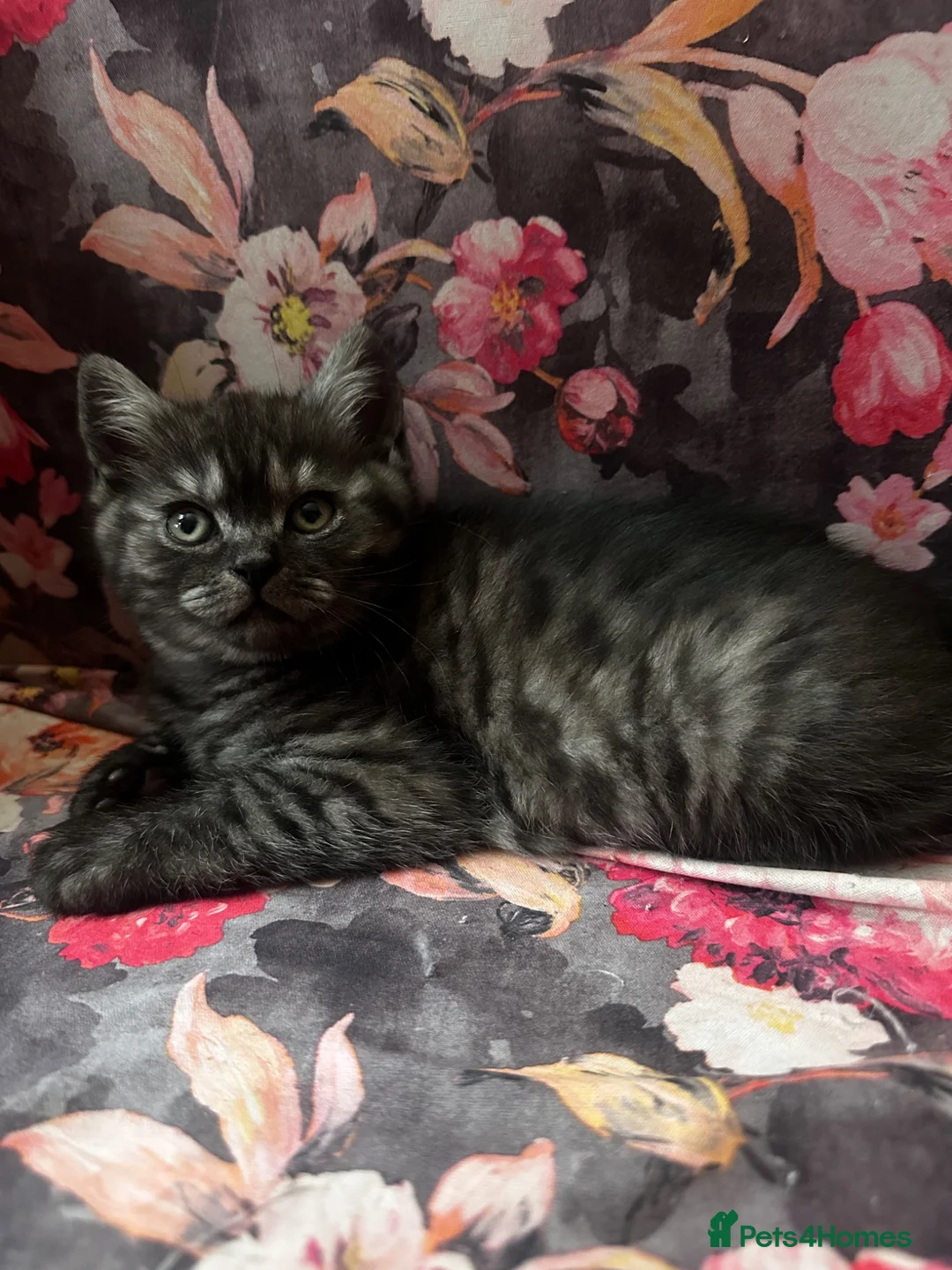 British Shorthair cats for sale: British shorthair kittens  in Birmingham - Advert 2