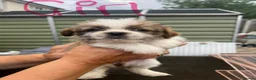 Shih Tzu dogs for sale: Pups for sale  in Northampton - Advert 4