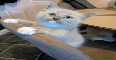 Ragdoll cats - Advert 12