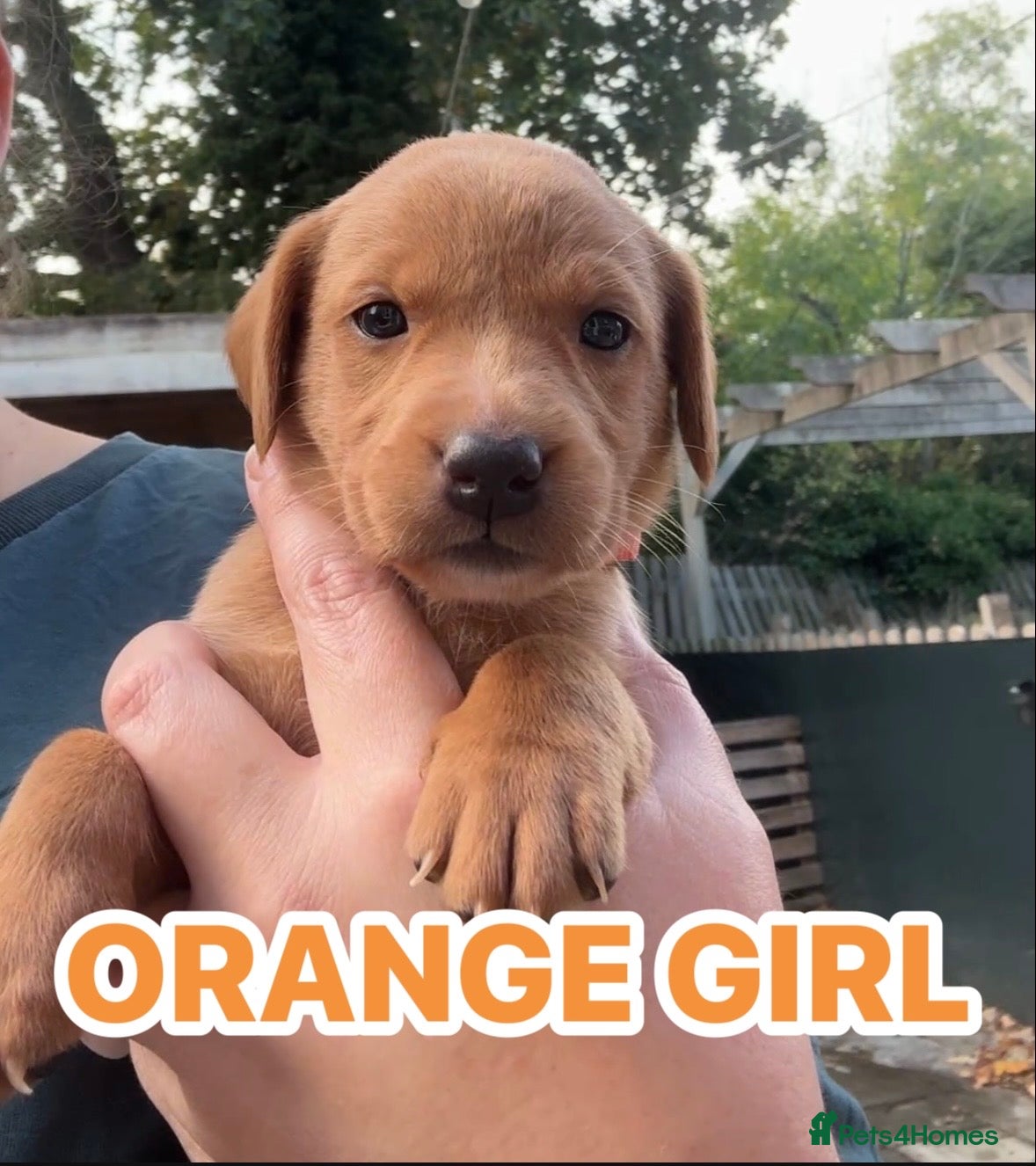 Labrador Retriever dogs Fox red Labrador puppies  - Advert 2